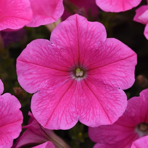 petunia e3 easy wave cosmo pink